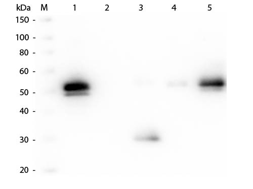 Anti-Rabbit IgG F(c) [Goat] (Min X Human serum proteins) Alkaline Phosphatase conjugated