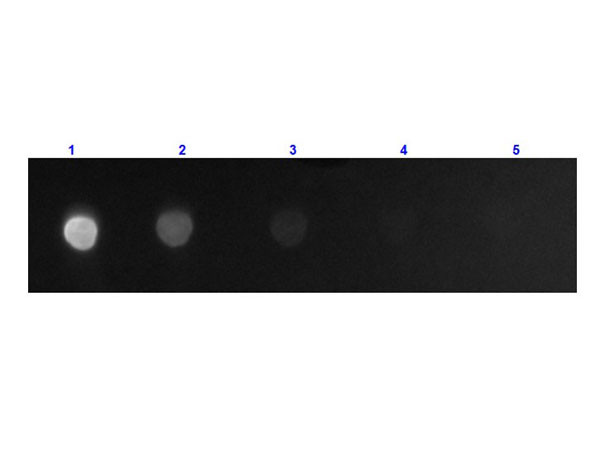 Anti-Mouse IgG F(c) [Goat] (Min X Bv Hs &amp; Hu serum proteins) Fluorescein conjugated F(ab')2 fragment