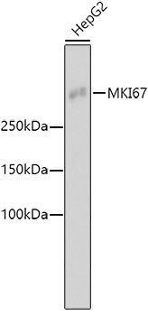 Anti-MKI67
