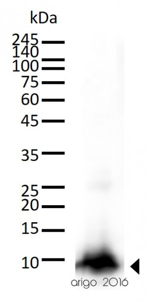 Cytochrome-C fractionation Antibody Panel (Cytochrome-C, COX IV, Tubulin)