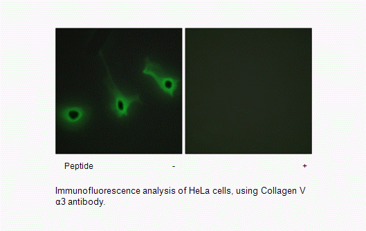 Anti-Collagen V alpha3