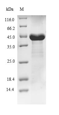 Phosphoribosylformylglycinamidine synthase (PFAS), partial, human, recombinant