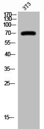 Anti-Phospho-REL (S503)