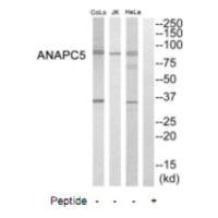 Anti-ANAPC5