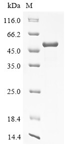 UV excision repair protein RAD23 homolog A (RAD23A), human, recombinant