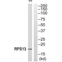 Anti-RPS13
