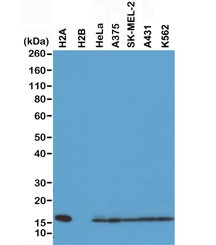 Anti-Histone H2A, clone RM225 (recombinant antibody)