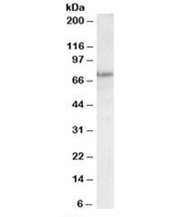 Anti-Trp63