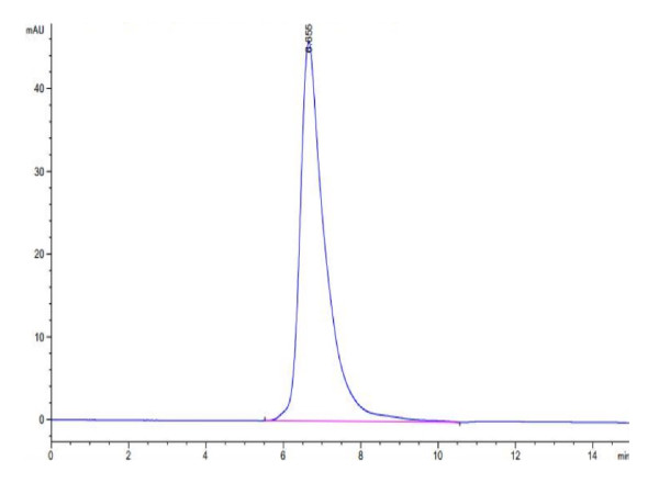 Human IL-2 R gamma/CD132 Protein