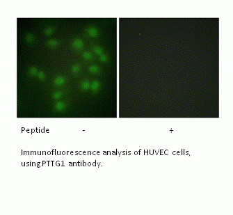 Anti-PTTG1