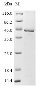 Lipoyltransferase 1, mitochondrial (LIPT1), human, recombinant