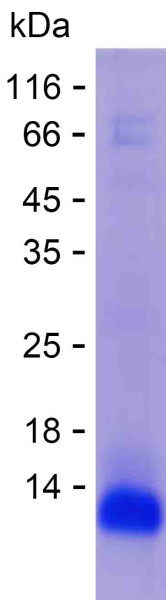 Recombinant Human LRIG2 Protein