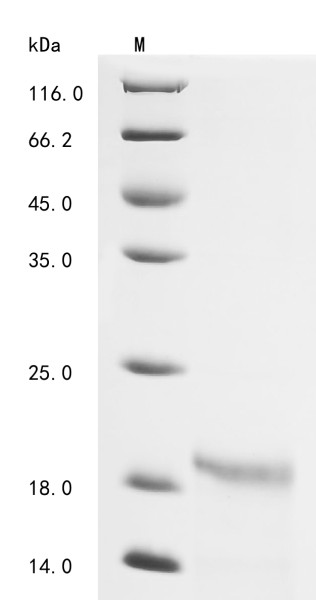 Interleukin-4 (IL4), Lama glama, recombinant