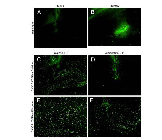 Anti-GFP (Green Fluorescent Protein) Biotin Conjugate (Rabbit)