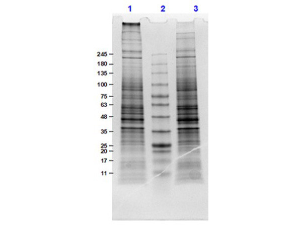 U-87 MG Whole Cell Lysate