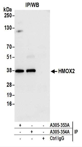 Anti-HMOX2