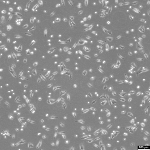 MEL-JUSO Cells