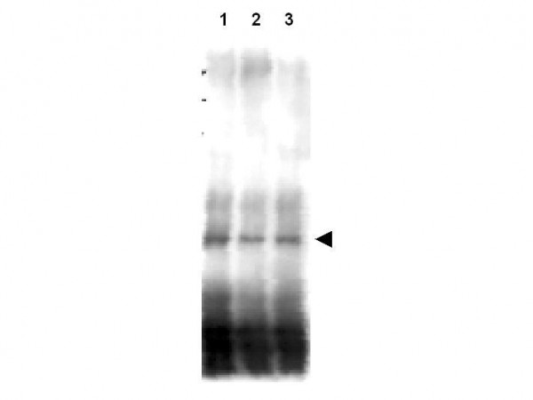 Anti-Mer2 (S.cerevisiae)