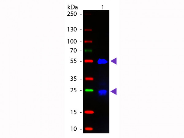 Anti-Goat IgG (H&amp;L) [Donkey] Fluorescein conjugated Fab fragment