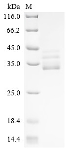Barrier-to-autointegration factor (baf), Drosophila melanogaster, recombinant