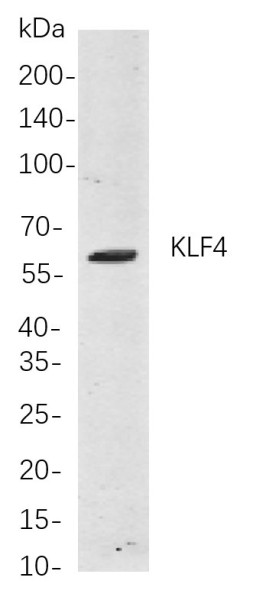 Anti-Recombinant KLF4, clone 6A1