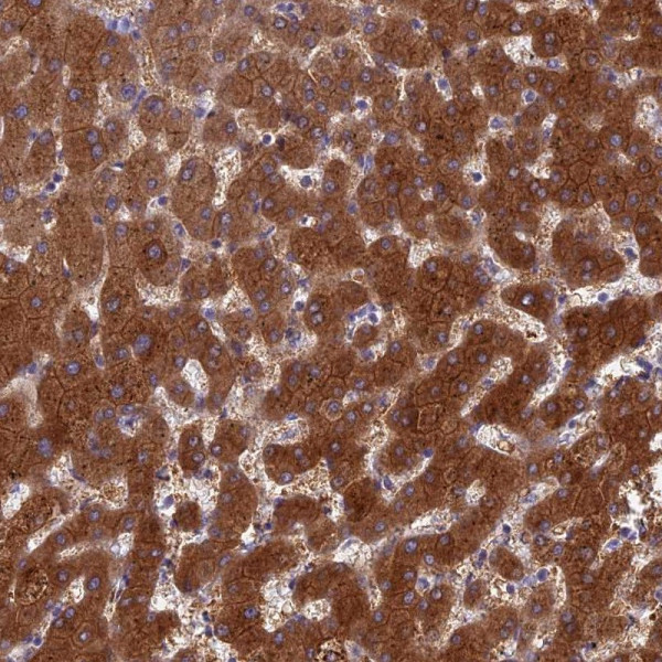 Anti-BCL2L10