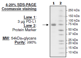 PD-L1 (I54A), Fc fusion, Biotin-labeled