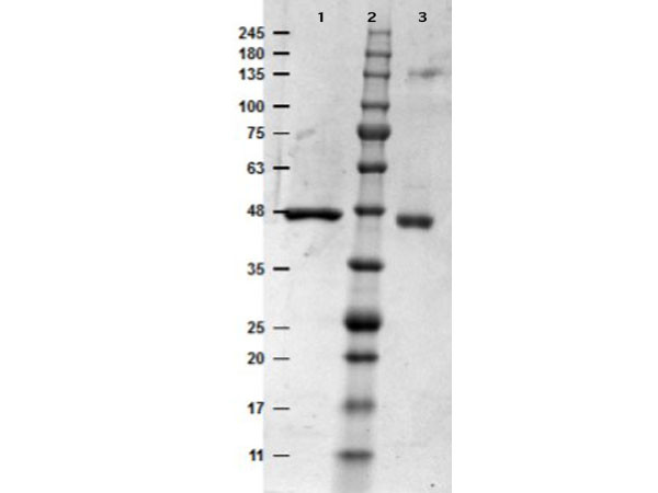 MEK1 human recombinant protein