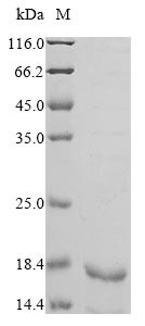 Envelope glycoprotein G (gG), human herpesvirus 1, recombinant