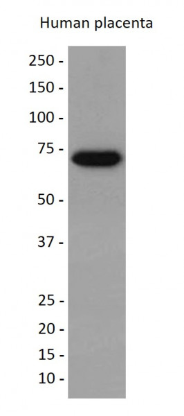 Anti-CD39