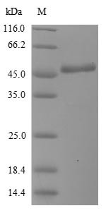 BPI fold-containing family A member 2 (BPIFA2), human, recombinant