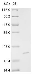 Kappa-casein, partial, recombinant Bos indicus x Bos taurus
