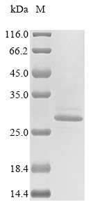 Chymotrypsin-like elastase family member 2B (CELA2B), human, recombinant