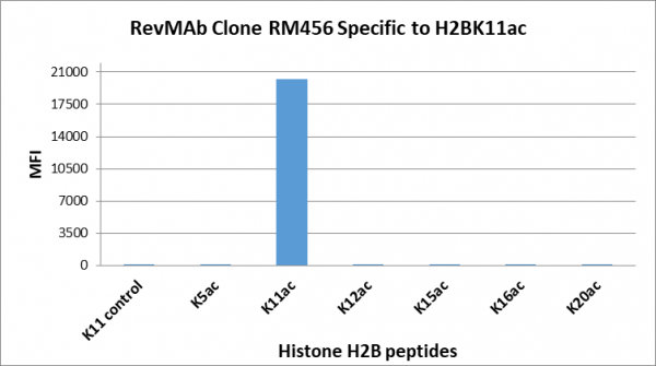 Anti-acetyl-Histone H2B (Lys11), Rabbit Monoclonal (RM456)