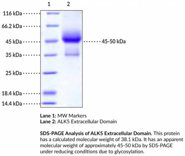 ALK5 Extracellular Domain (human, recombinant)