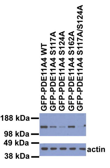 Anti-phospho-PDE11A (Ser117 / Ser124)