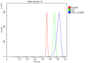 Anti-Peroxin 1 / PEX1