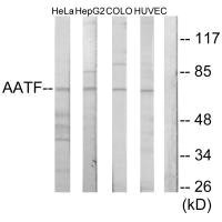 Anti-AATF