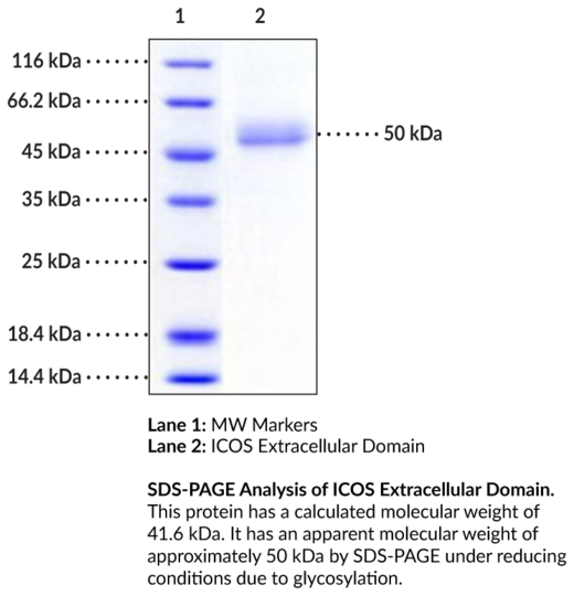 ICOS/CD278 Extracellular Domain (human, recombinant)