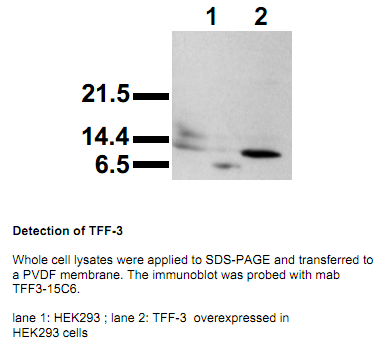 Anti-Trefoil Factor 3, human, clone 15C6