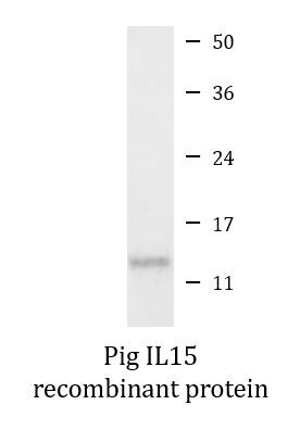 Pig IL15 recombinant protein (Active)