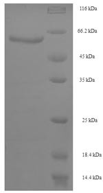 3-Phytase A (phyA), Aspergillus niger, recombinant