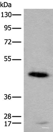 Anti-CADM2