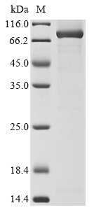 Procollagen-lysine,2-oxoglutarate 5-dioxygenase 2 (Plod2), mouse, recombinant