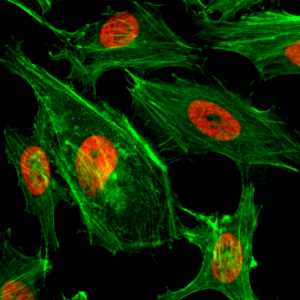 Anti-Dimethyl-Histone H3 (Lys4), Rabbit Monoclonal (RM135)