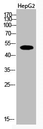Anti-Acetyl-TUBA1A/TUBA1B/TUBA1C (K112) (PACO00072)