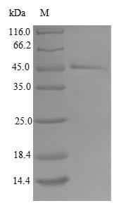 Mitochondrial import inner membrane translocase subunit Tim17-B (TIMM17B), human, recombinant