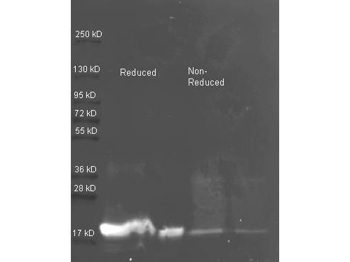 Anti-TRYPSIN INHIBITOR