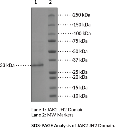 JAK2 JH2 Domain (V617F, W659A, W777A, F794H mutant, human, r