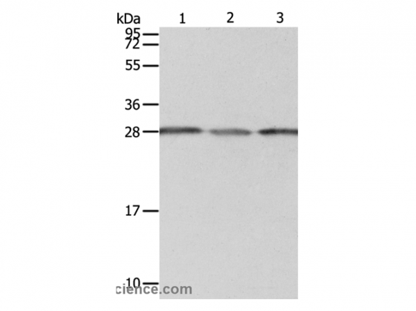 Anti-PSMD9
